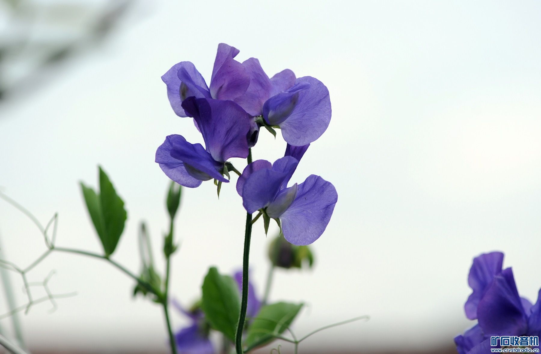 689CAEE3-1B81-47CF-AA3E-134C4B1F3A06.jpeg