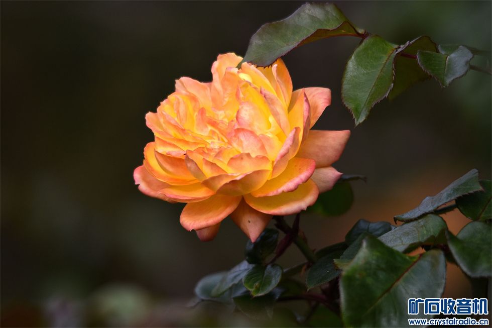 DSC_7716__.jpg