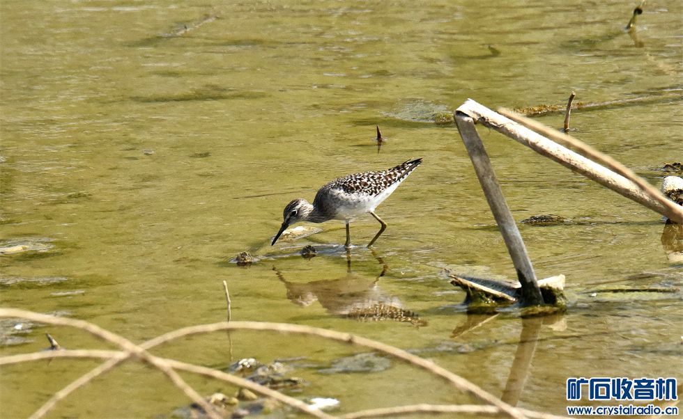 DSC_0336__.jpg