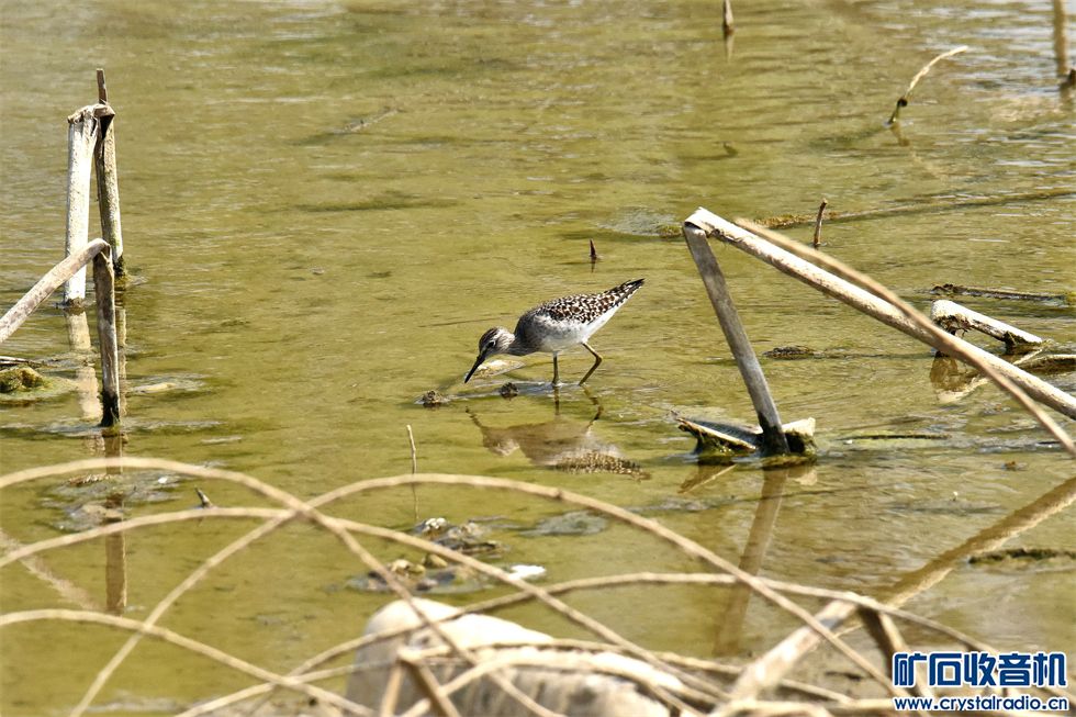 DSC_0336_.jpg