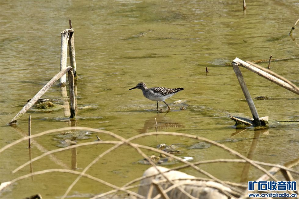 DSC_0340_.jpg
