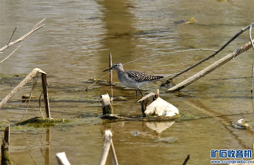 DSC_0347_.jpg