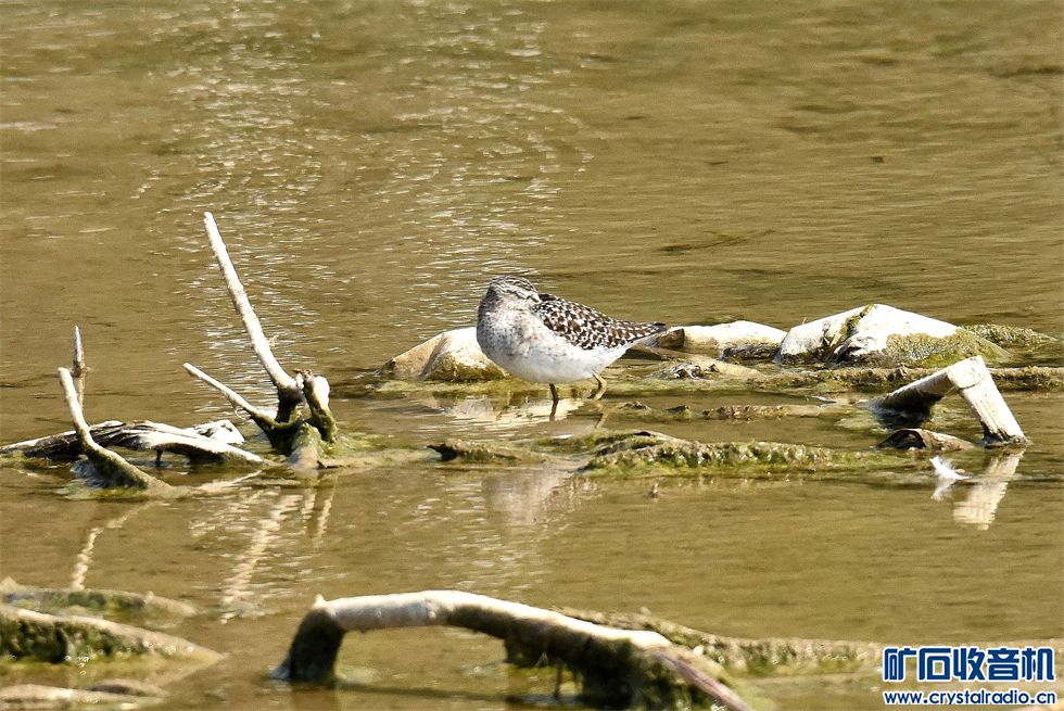 DSC_0367_.jpg