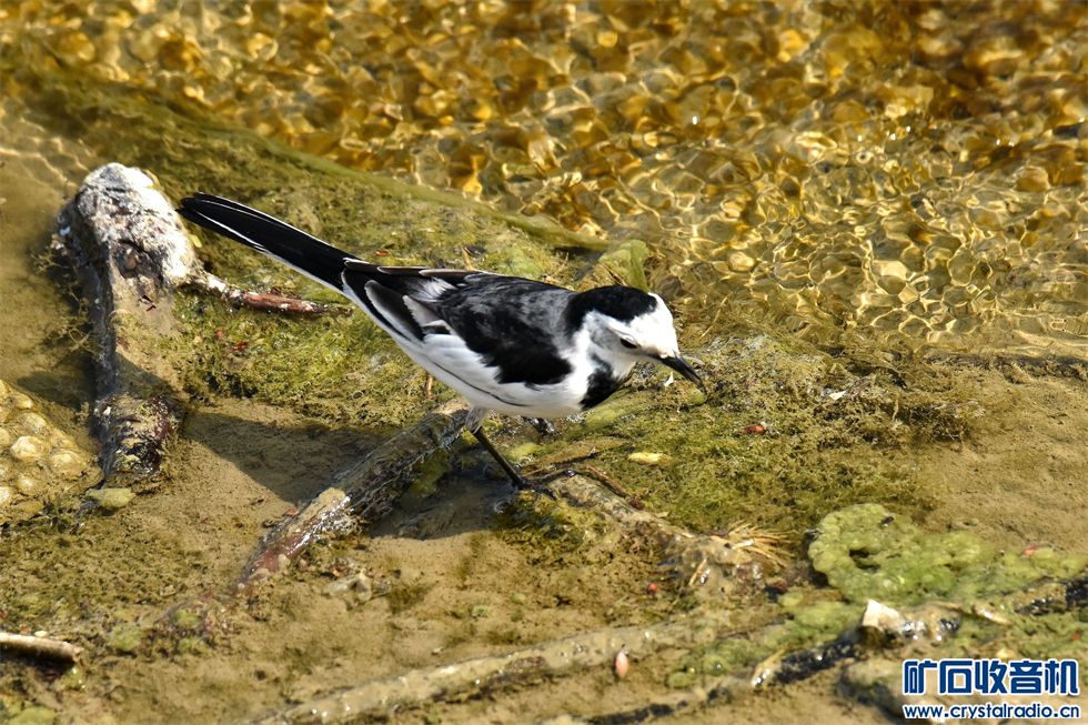 DSC_0329_.jpg
