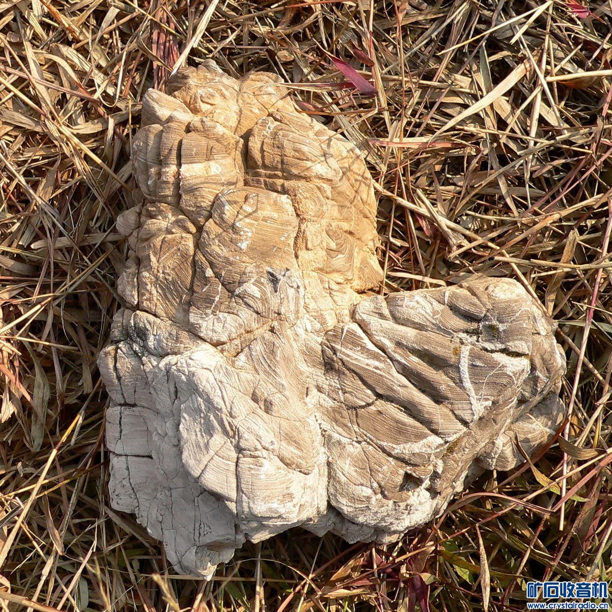 DSCF9264.jpg