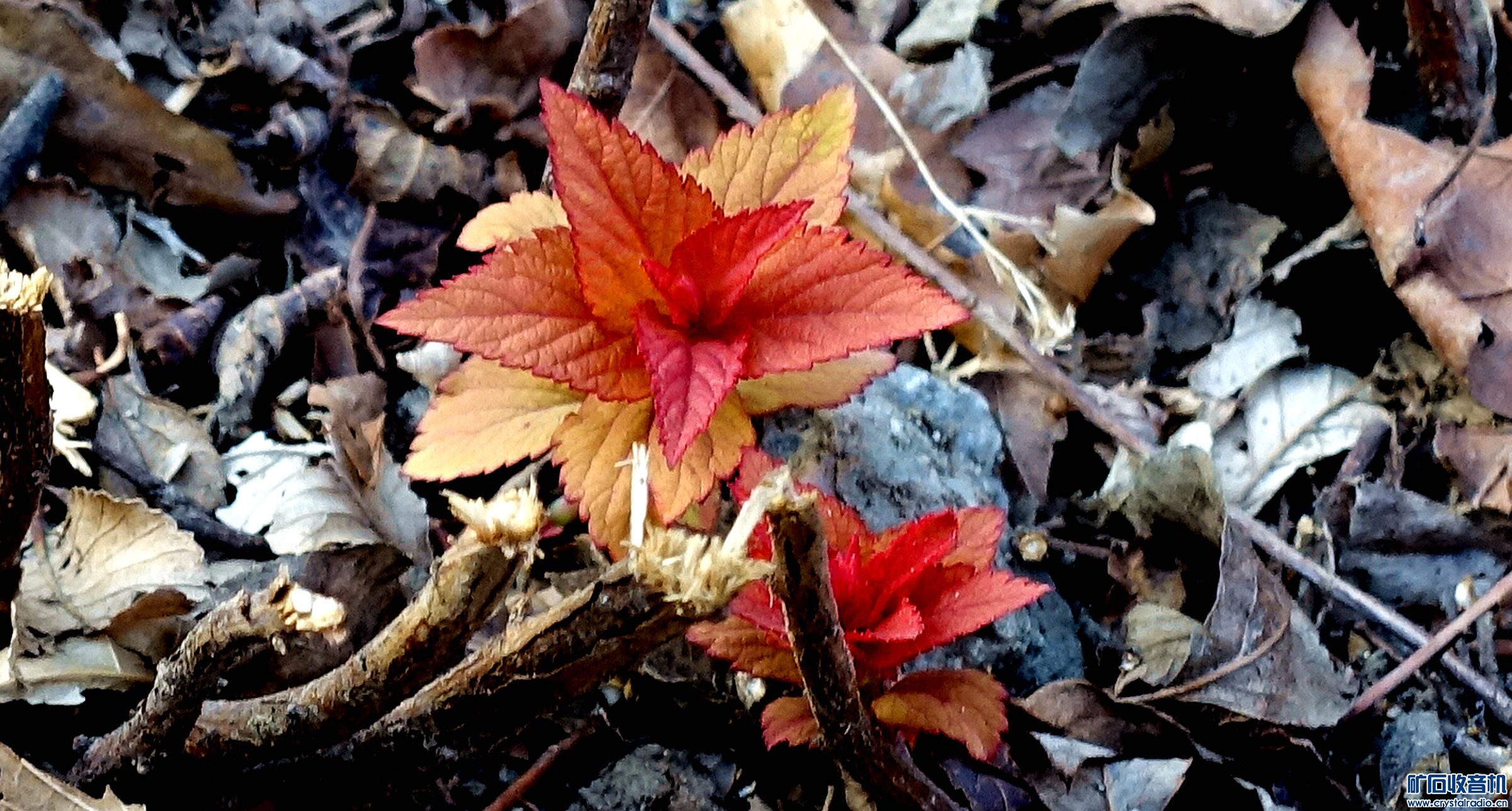 DSC03848.jpg