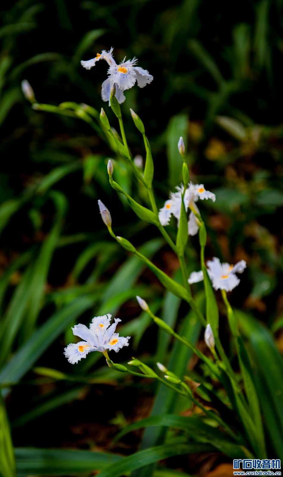 DSC_3627.JPG