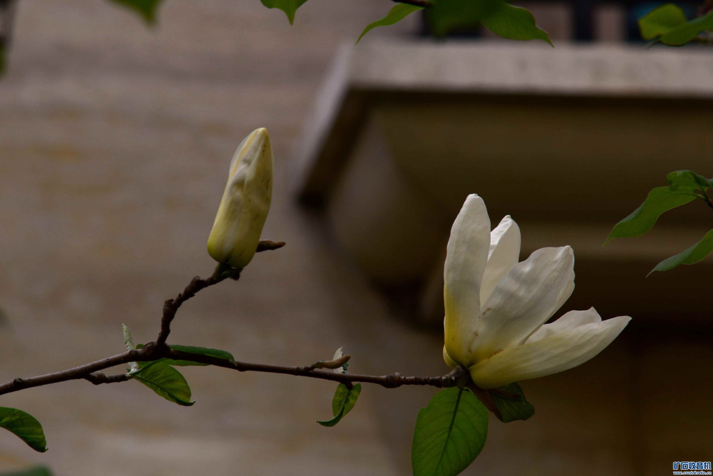 DSC_3757.jpg