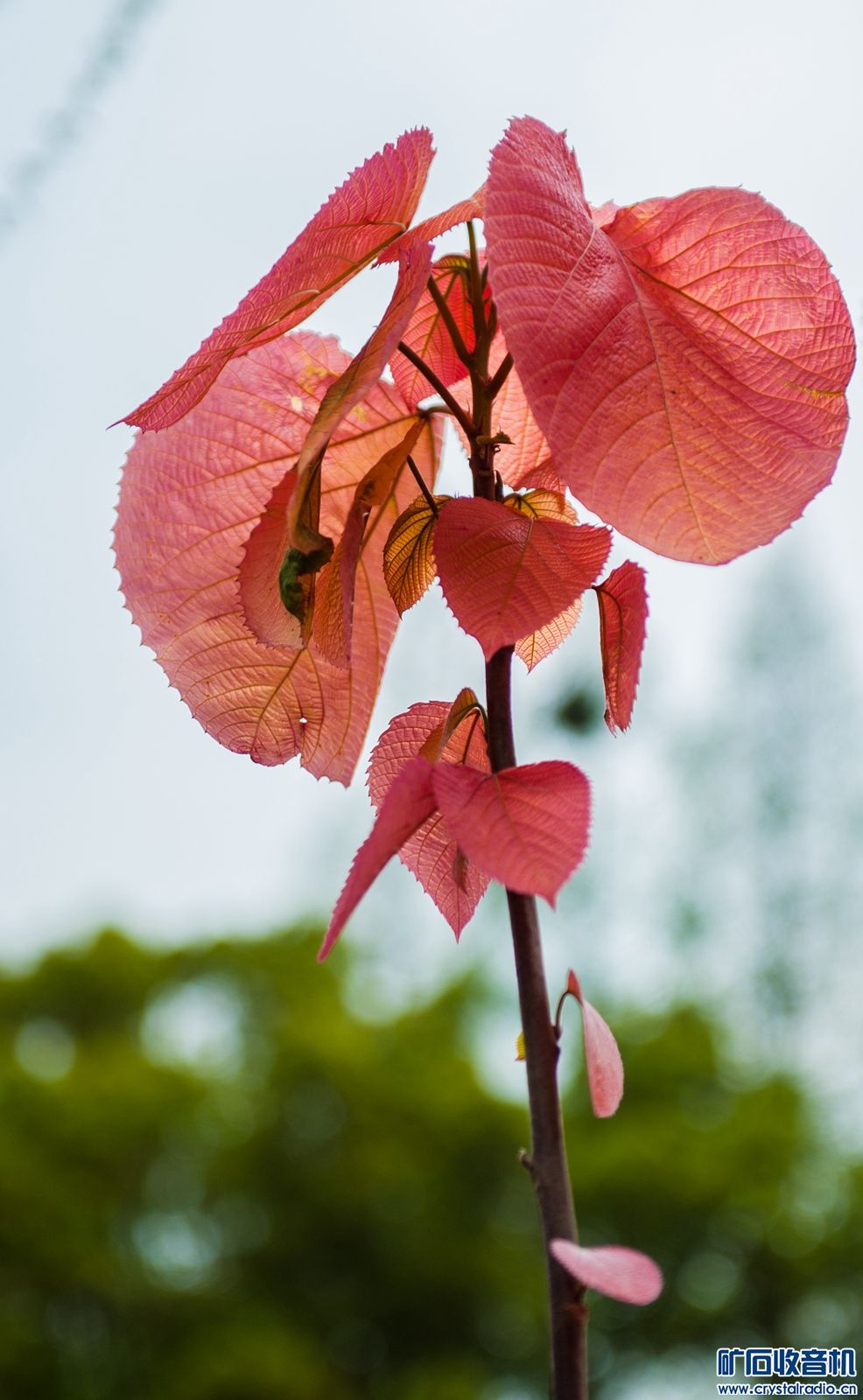 DSC_3745.JPG