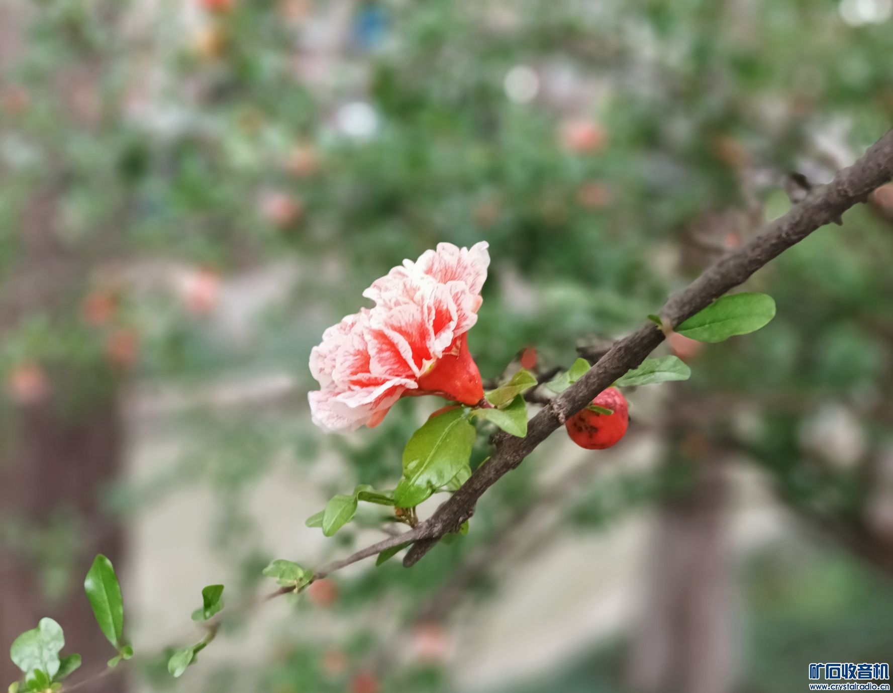 IMG_20220512_165930.jpg