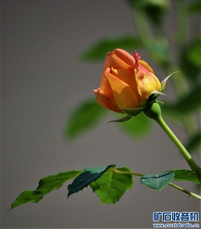 SG102813 (2).JPG