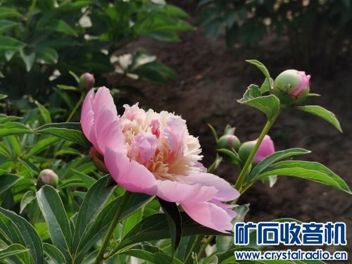 IMG_20230419_082200.jpg