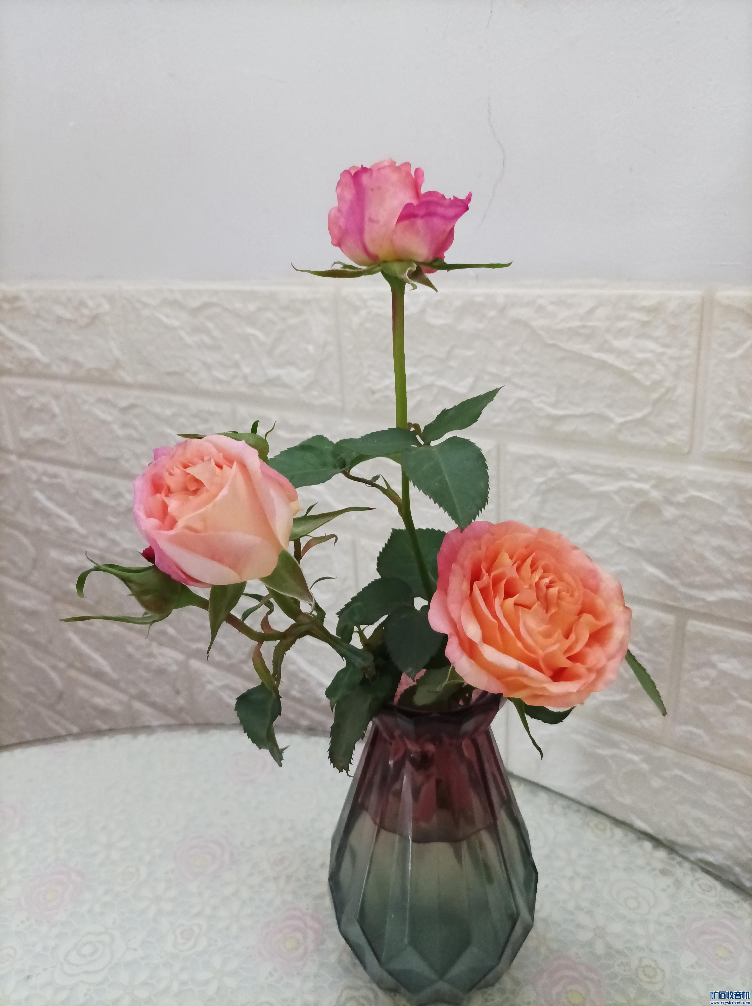 IMG_20230427_075146.jpg