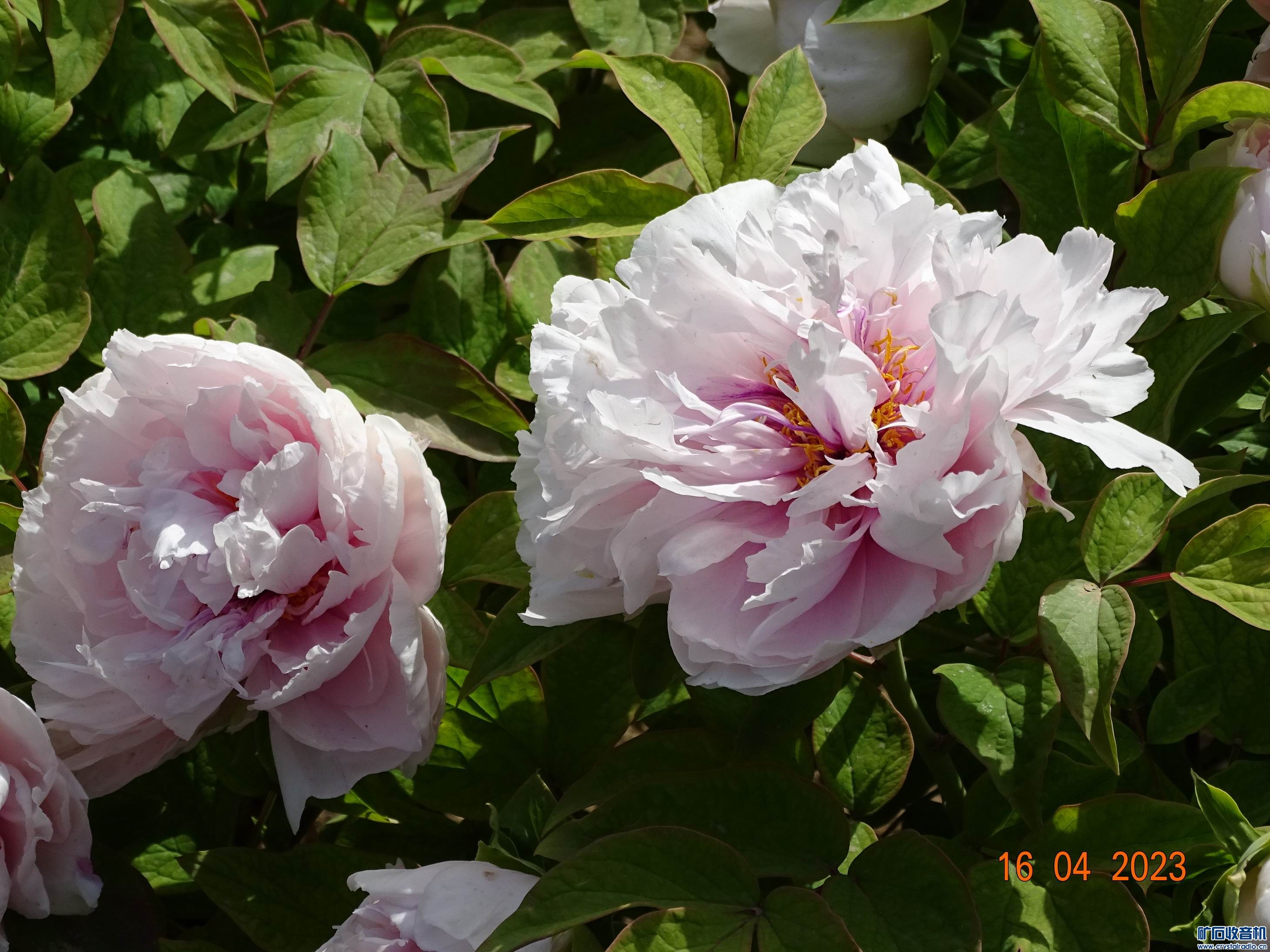 DSC03477.JPG