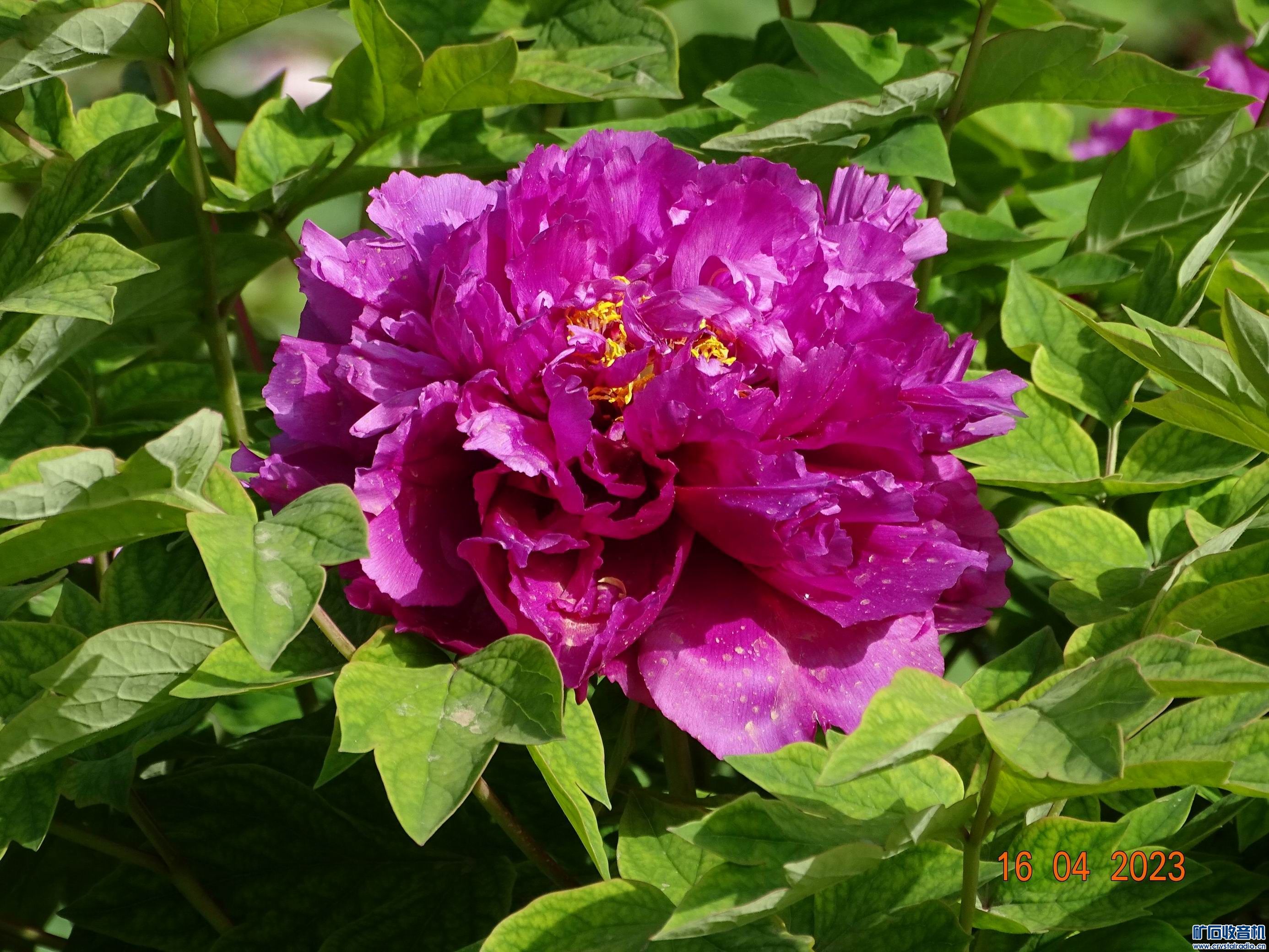 DSC03480.JPG