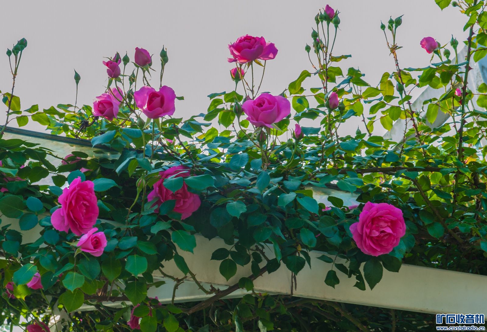DSC_3897.JPG