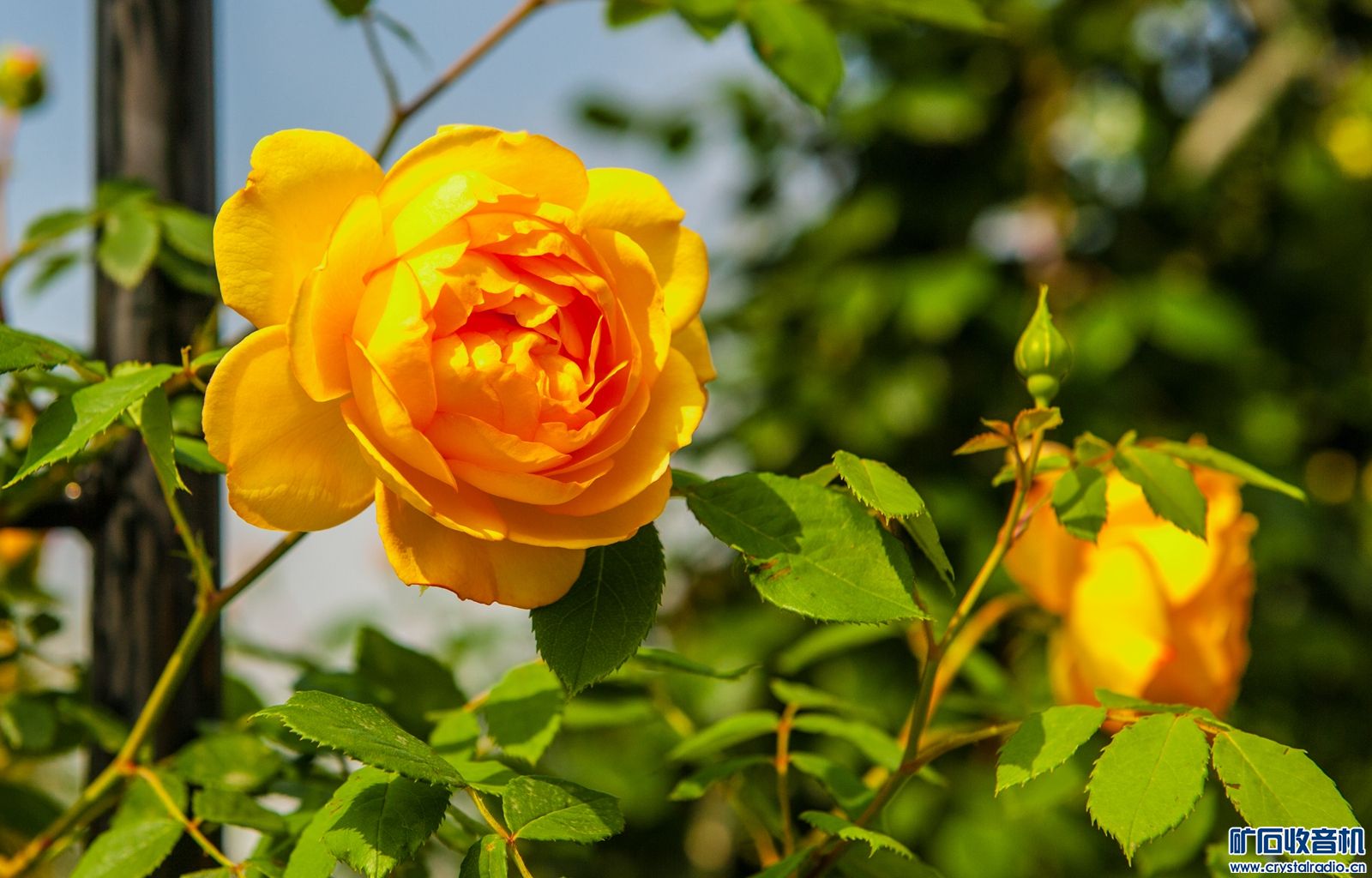 DSC_3921.JPG