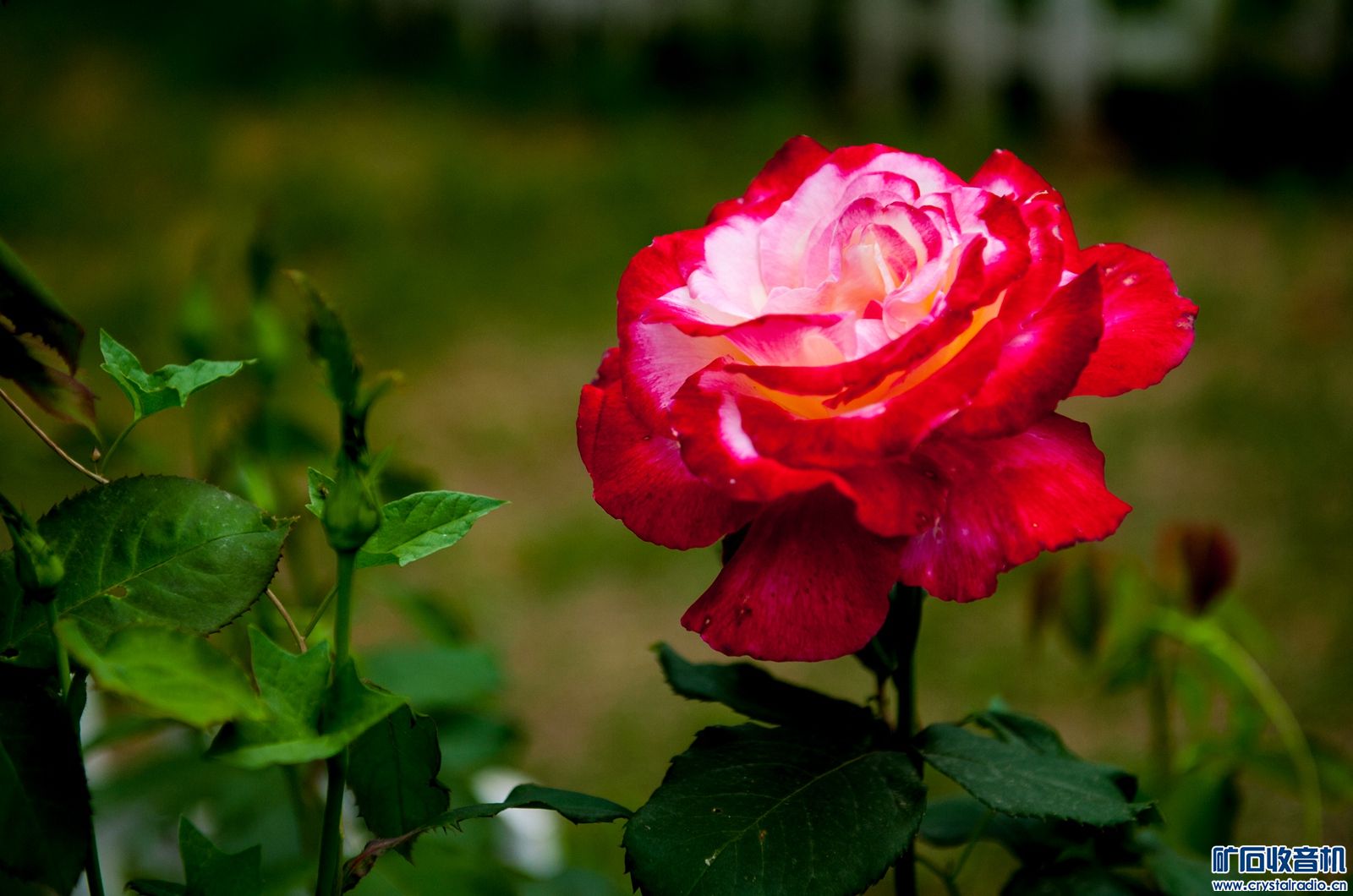 DSC_3931.JPG