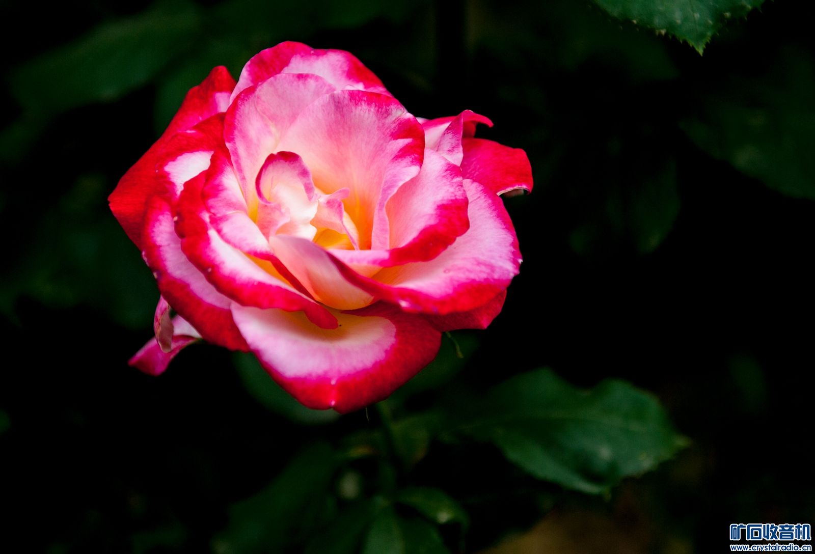 DSC_3933.JPG