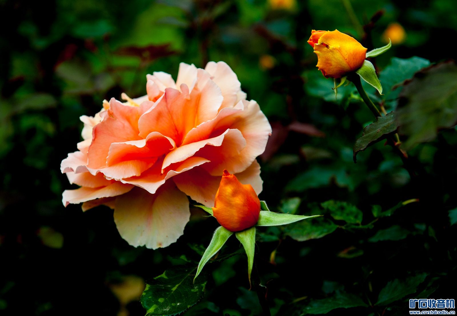 DSC_3937.JPG