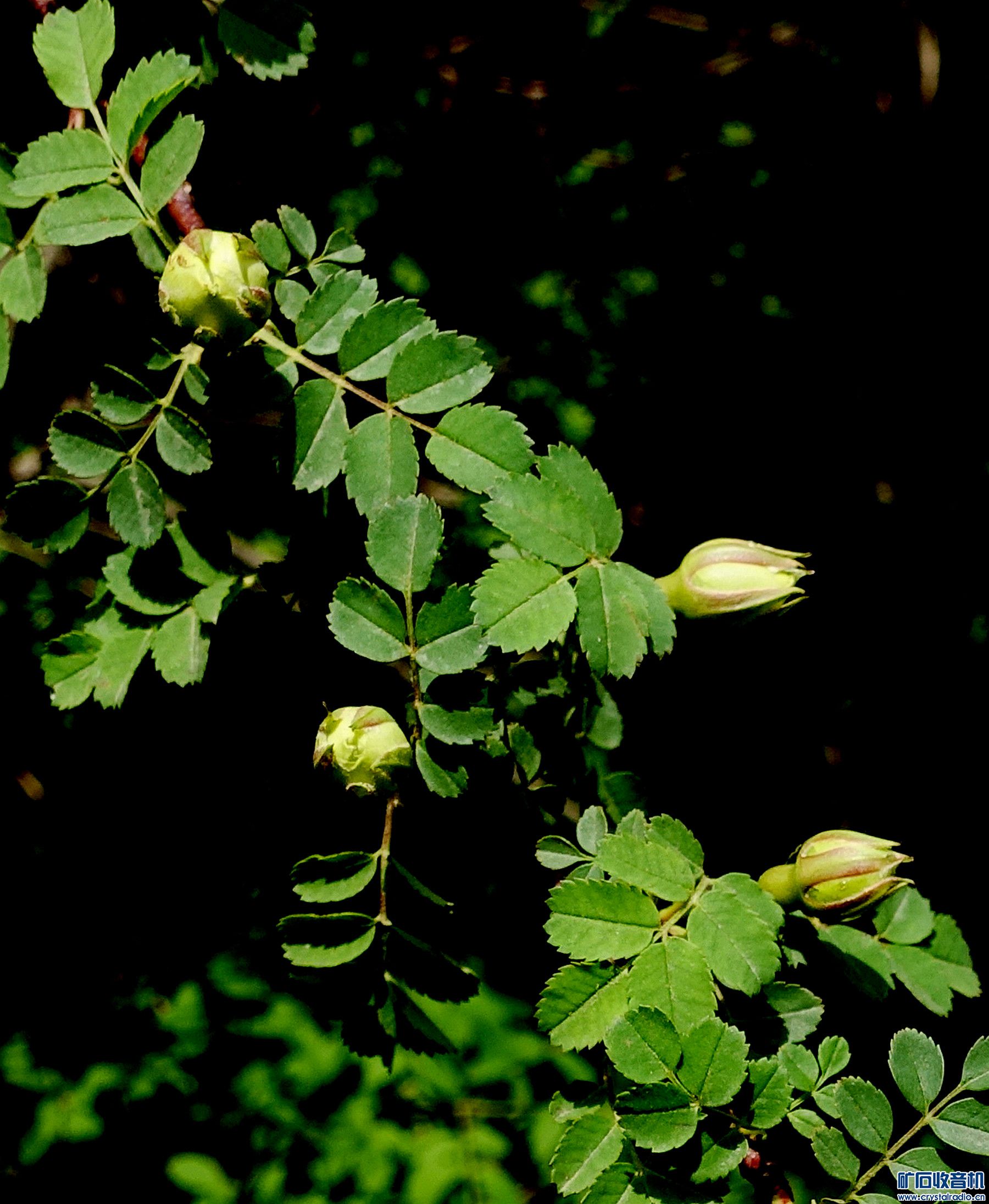 DSC04501.jpg