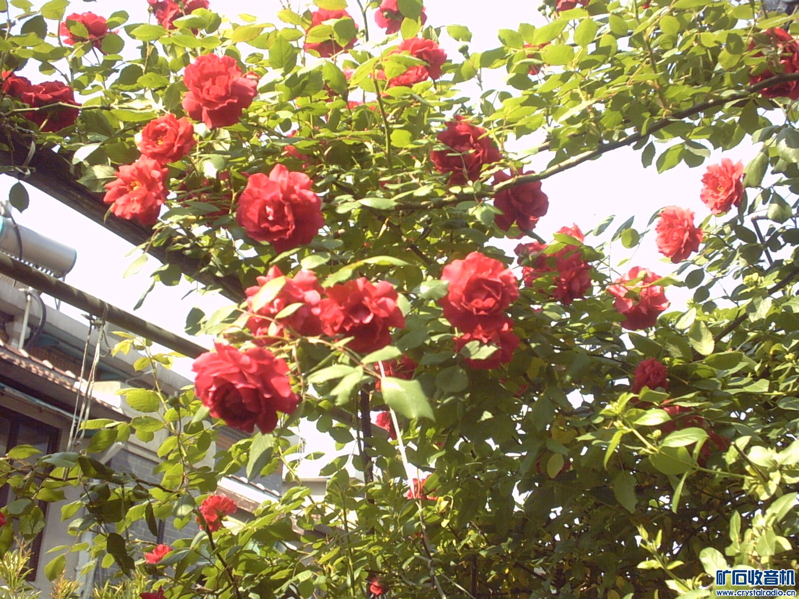 IMG00015.JPG