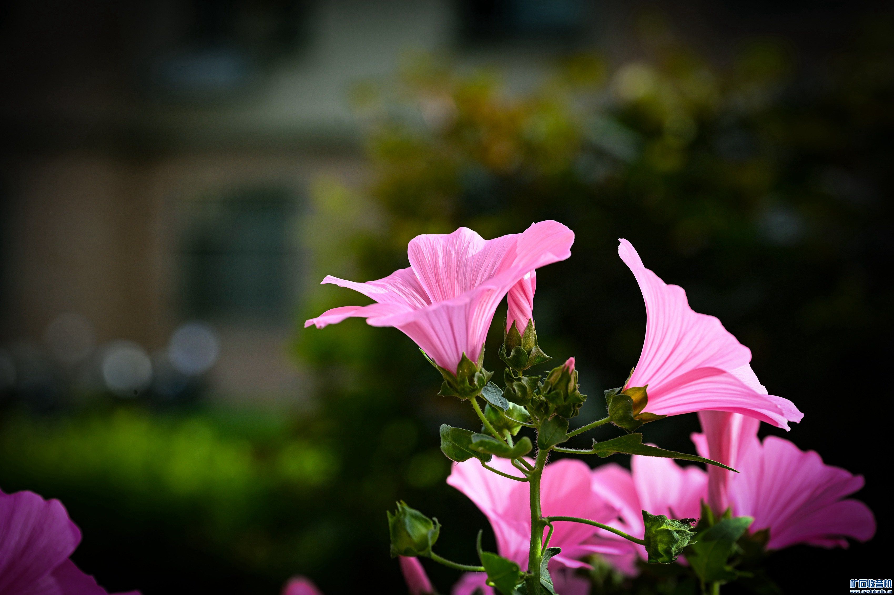 DSC_3604_.jpg