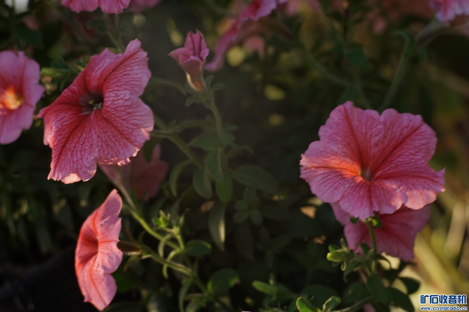 E9821B43-1F89-47C1-BDD1-F7A80CF15518.jpeg