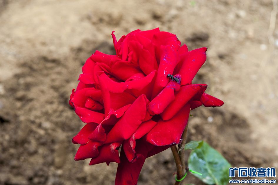 DSC_0030.jpg