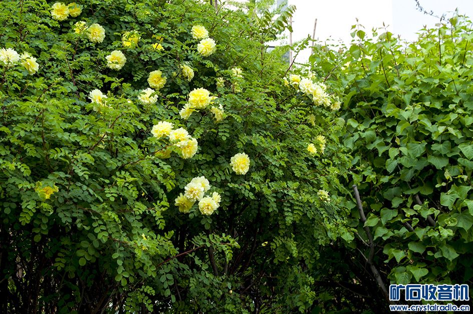 DSC_0046.jpg
