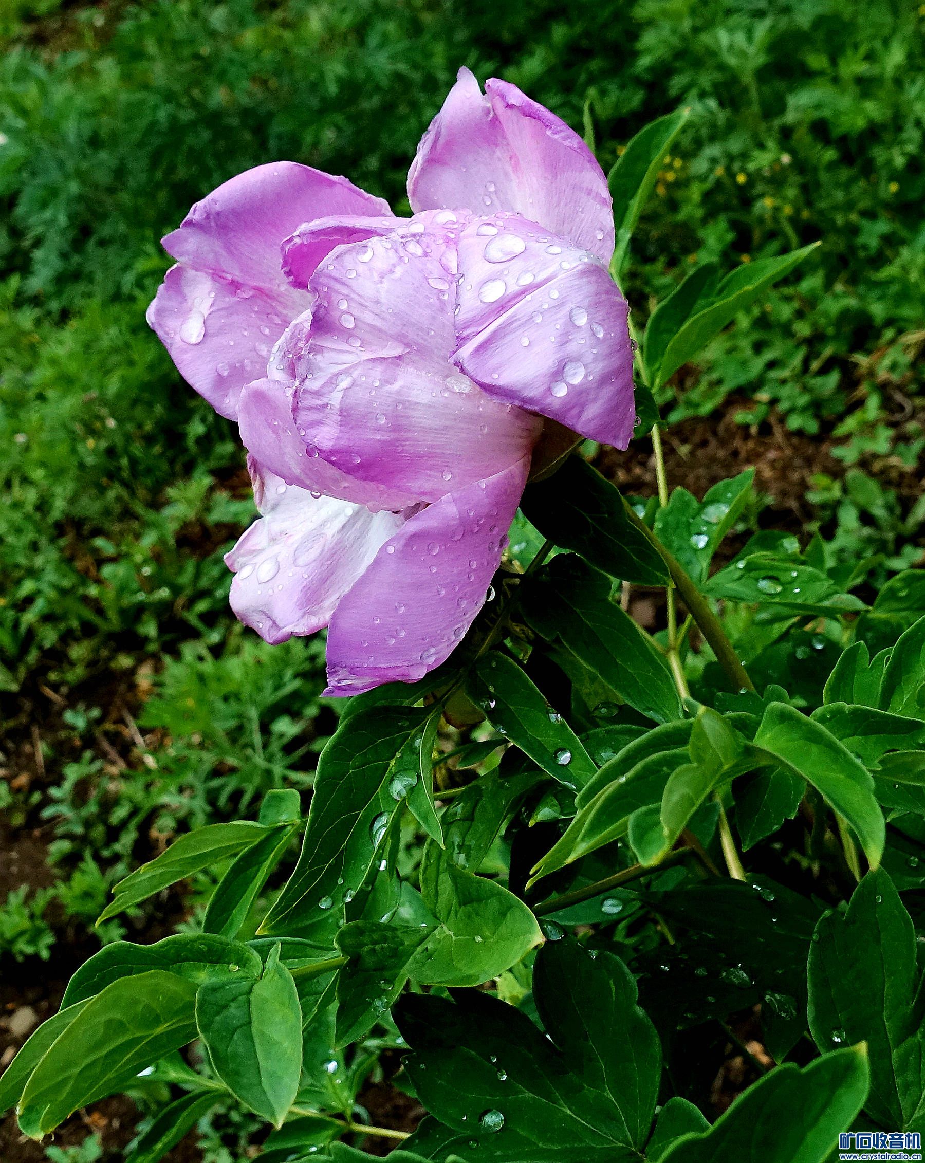 DSC04843.jpg