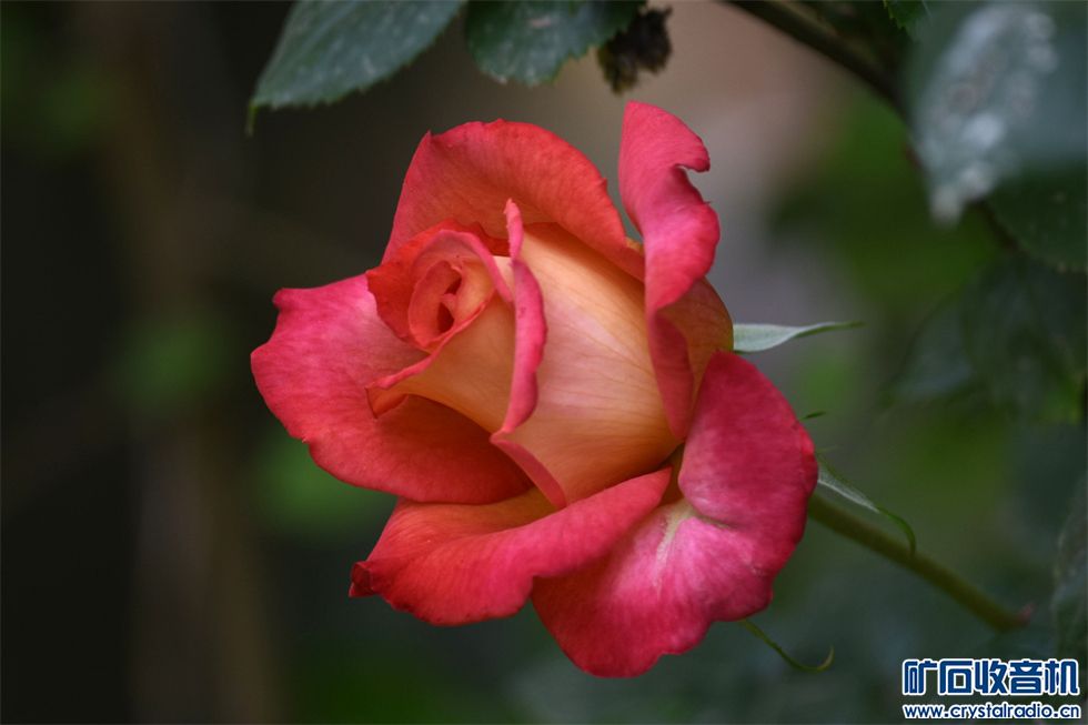 DSC_6197__.jpg