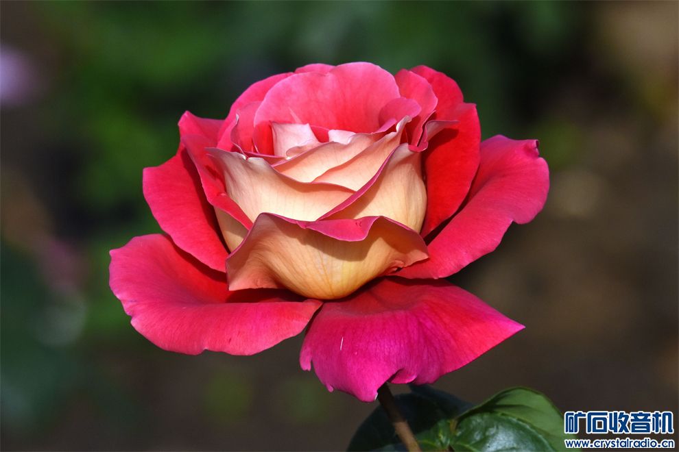 DSC_6935___.jpg