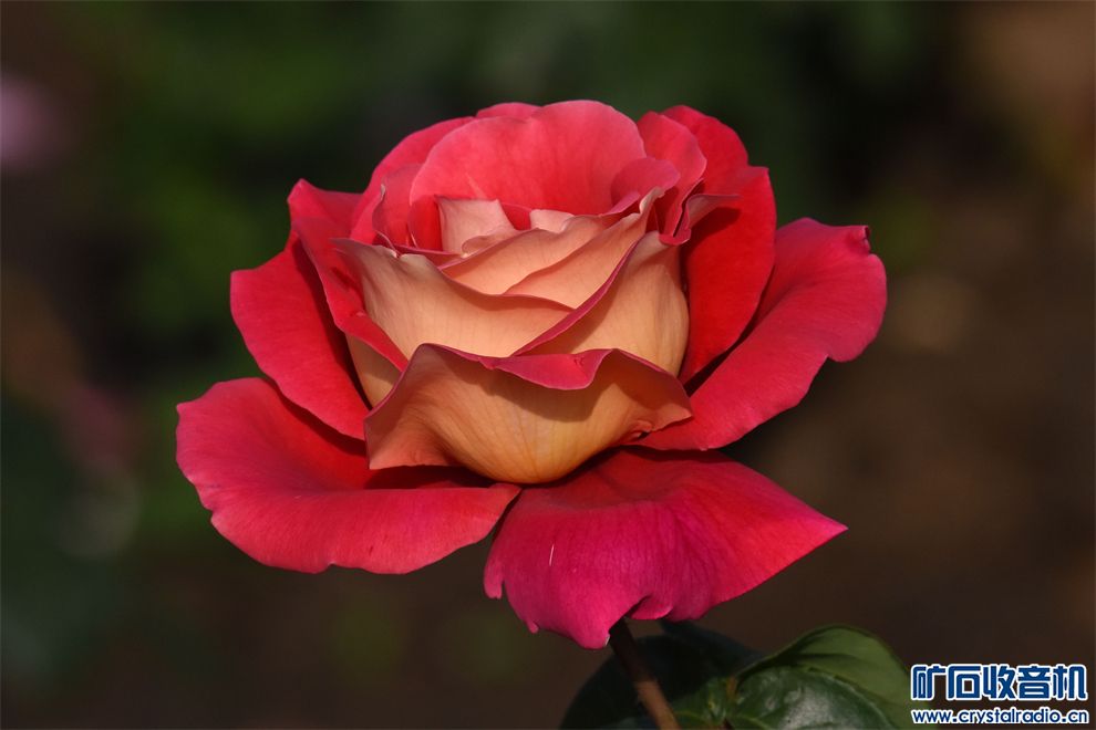 DSC_6935_.jpg