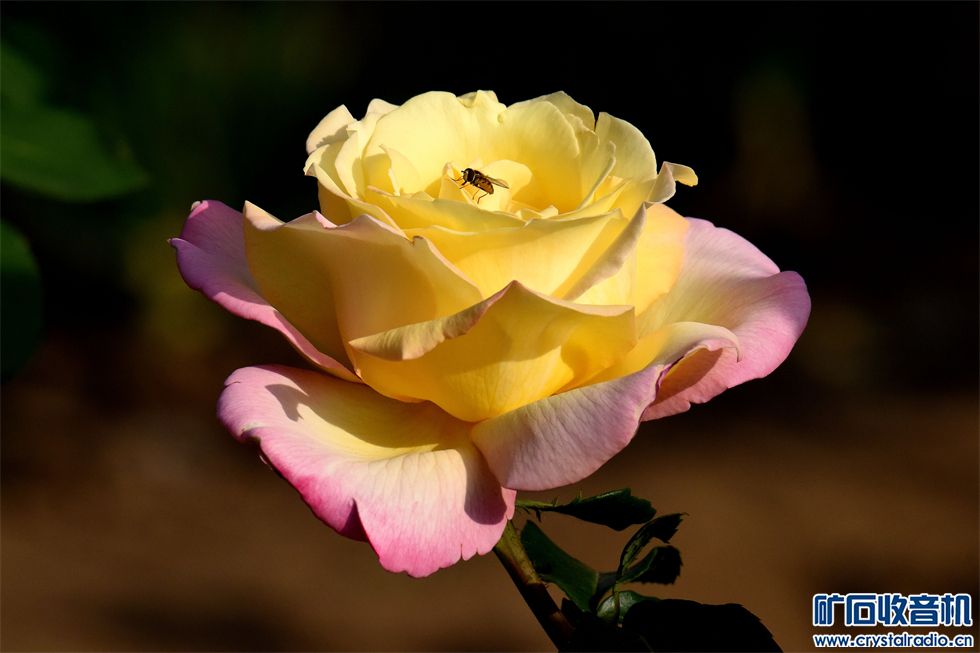DSC_6880__.jpg