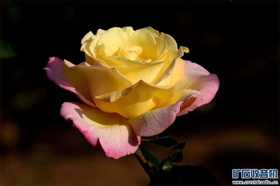DSC_6886__.jpg
