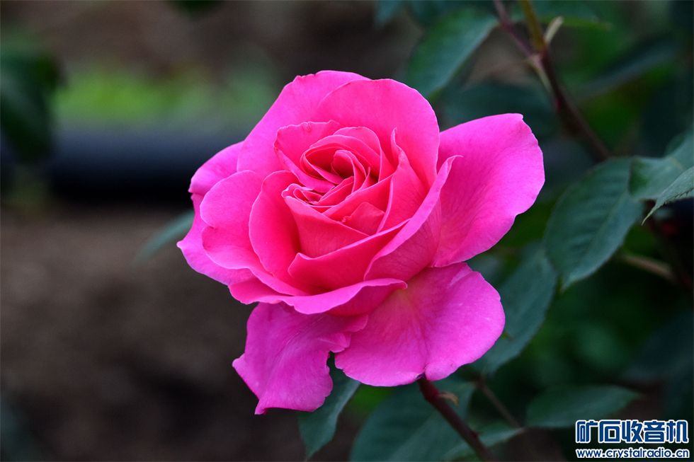DSC_7032__.jpg