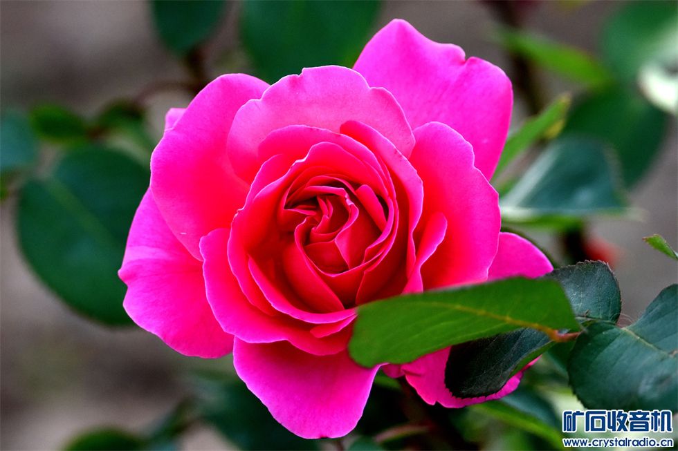 DSC_7037__.jpg