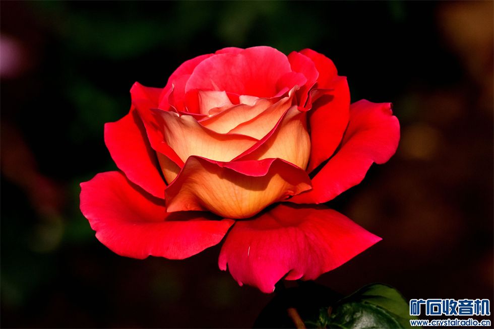 DSC_6933__.jpg