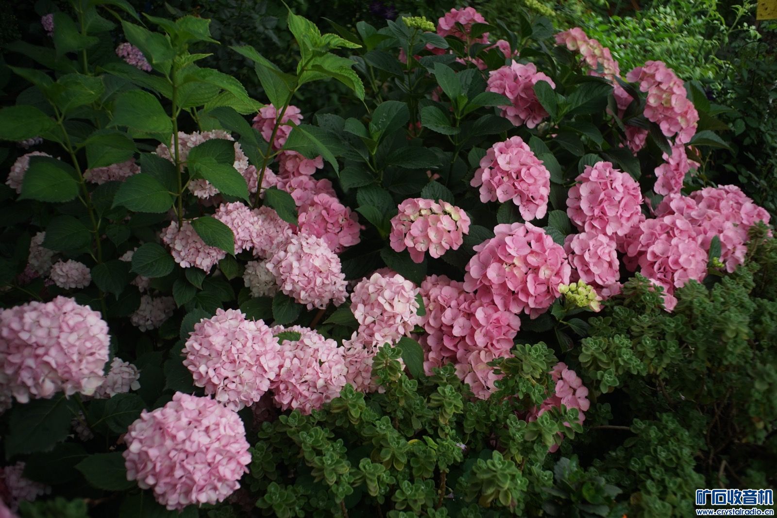 B1B0953B-CB8A-40DF-B4B4-BD734B00AB11.jpeg