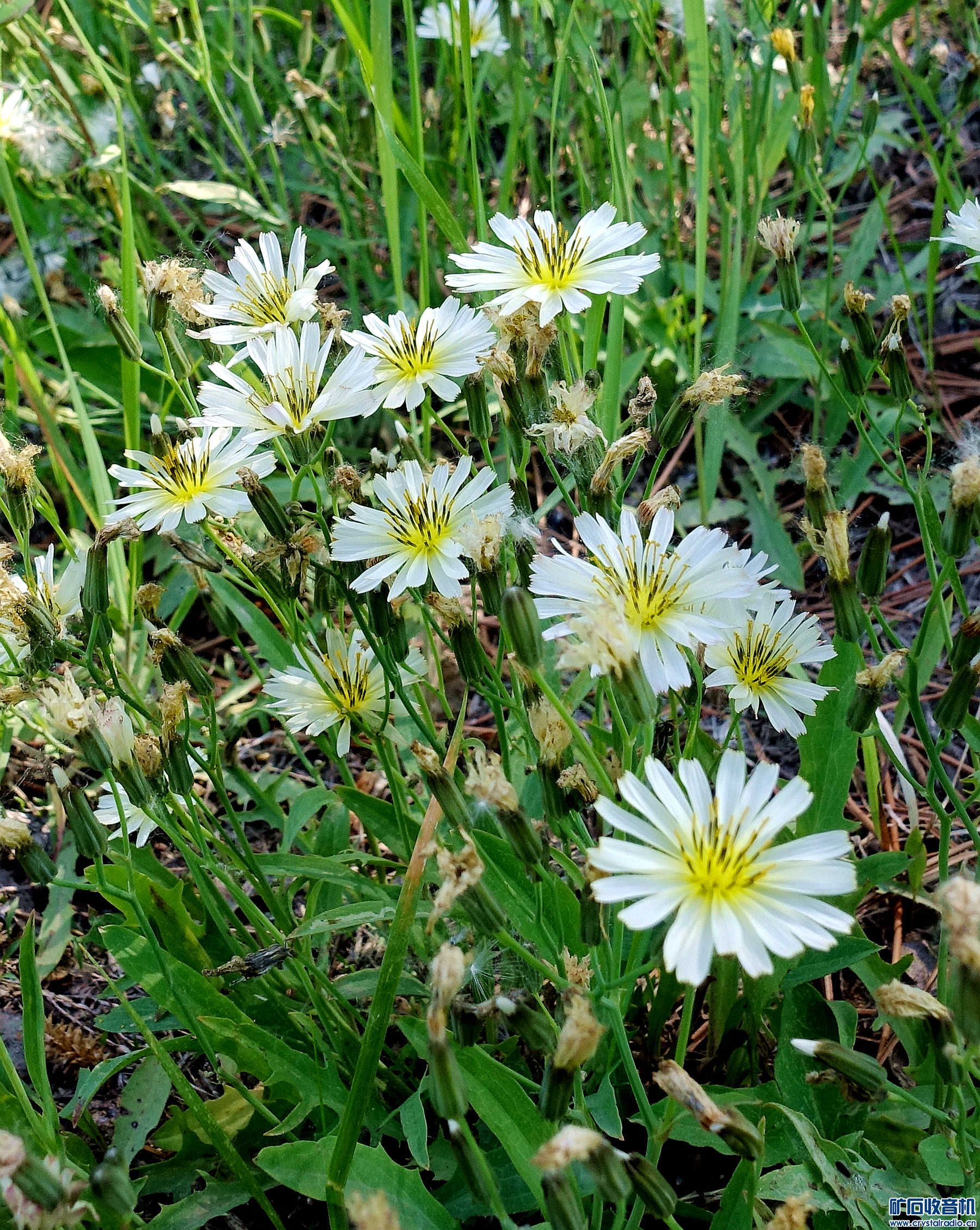 DSC05003.jpg