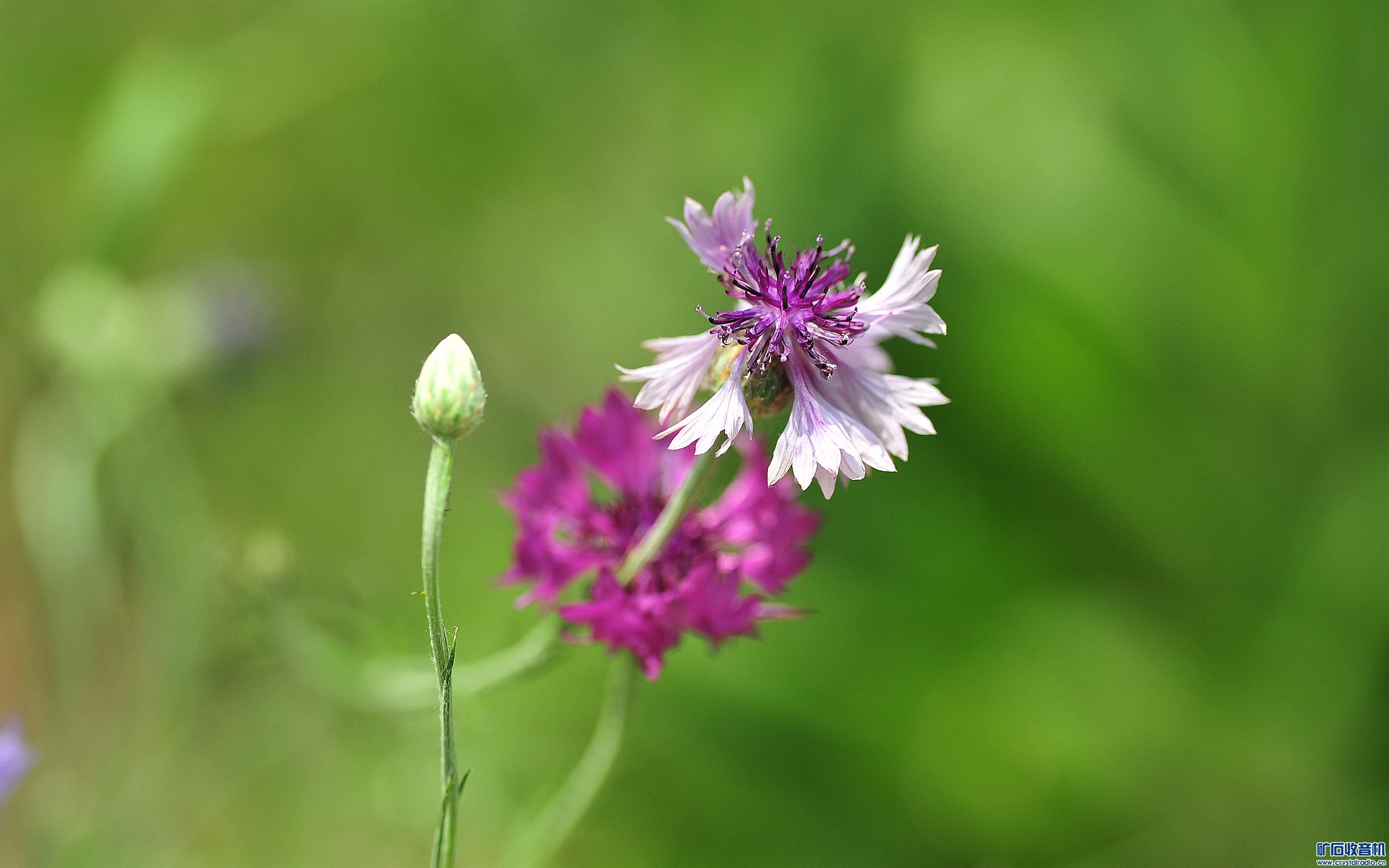 D700Ƭ@24.jpg