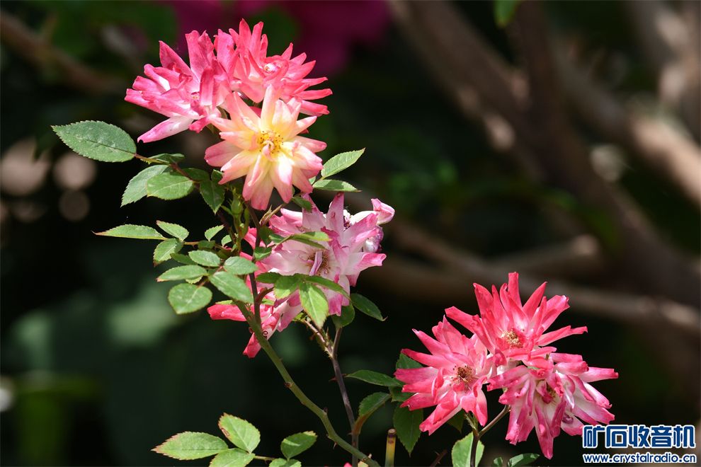 DSC_7269__.jpg