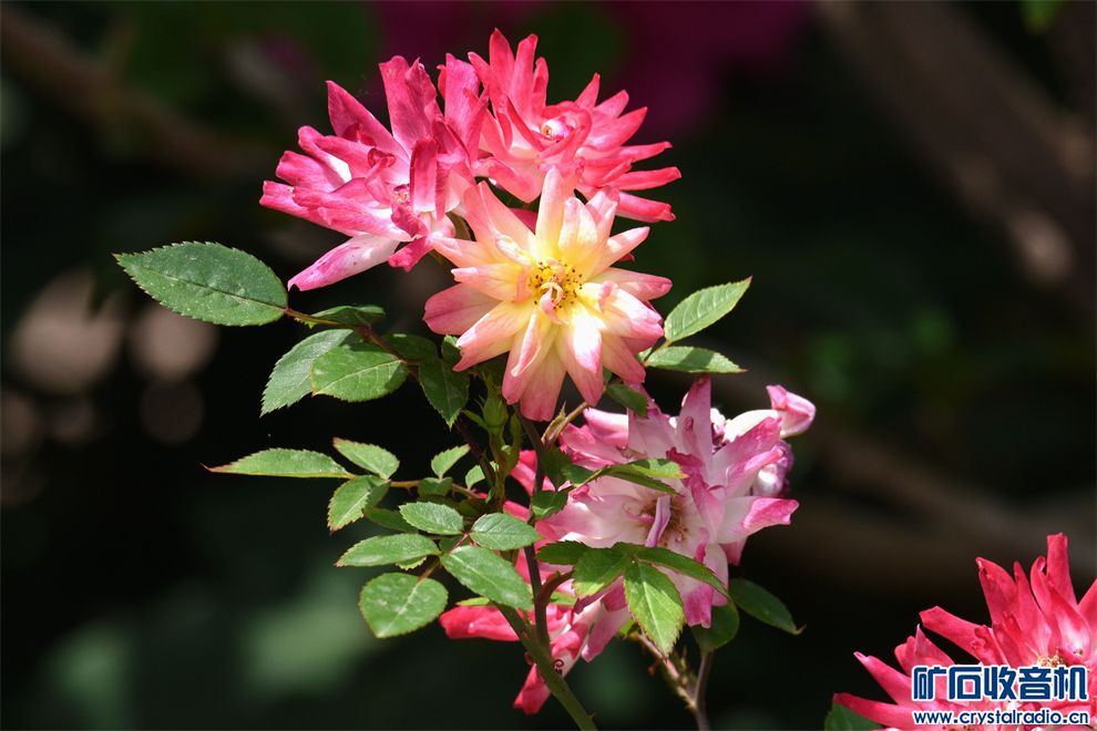 DSC_7271__.jpg