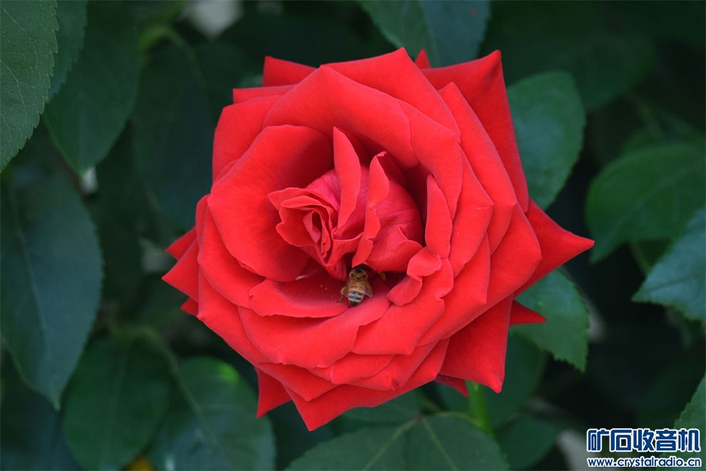 DSC_7149__.jpg