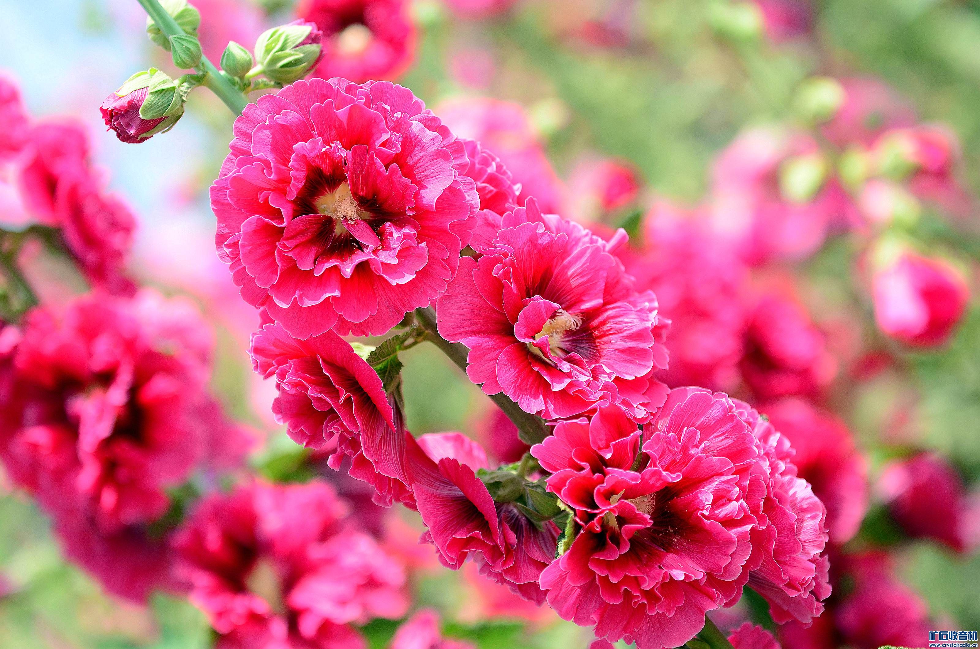 DSC_9416_@03.jpg