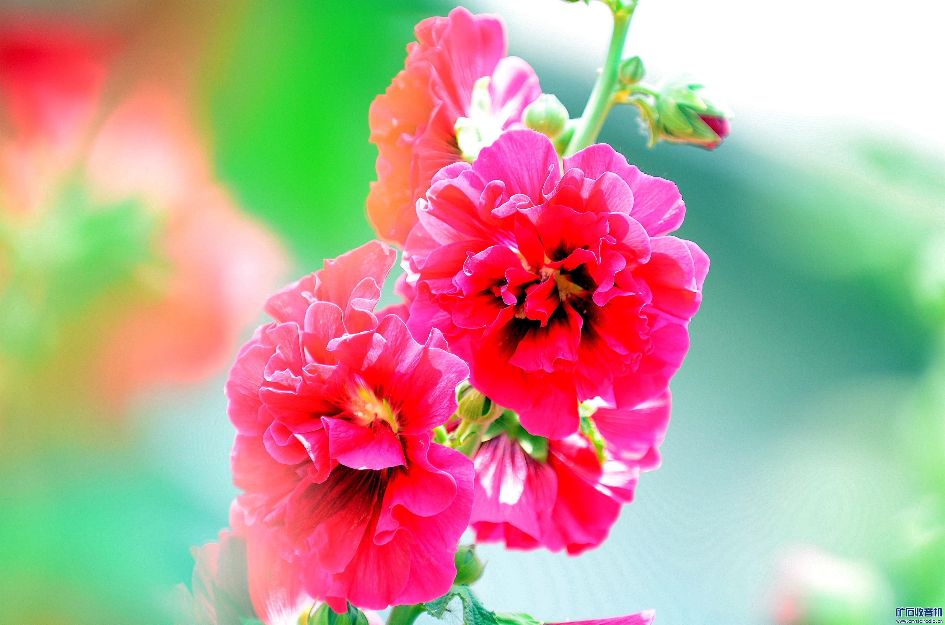 DSC_9416_@11.jpg