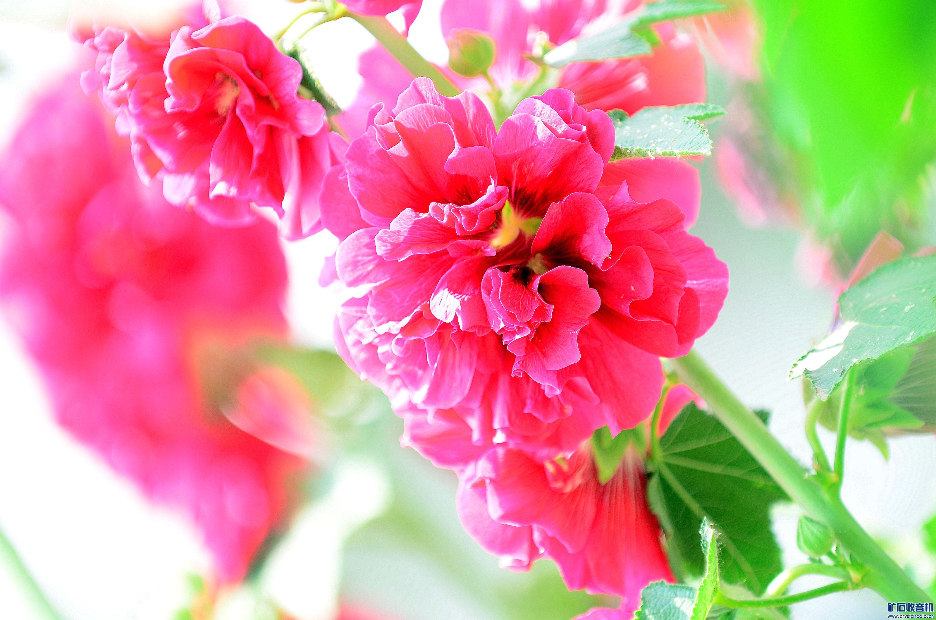 DSC_9416_@12.jpg