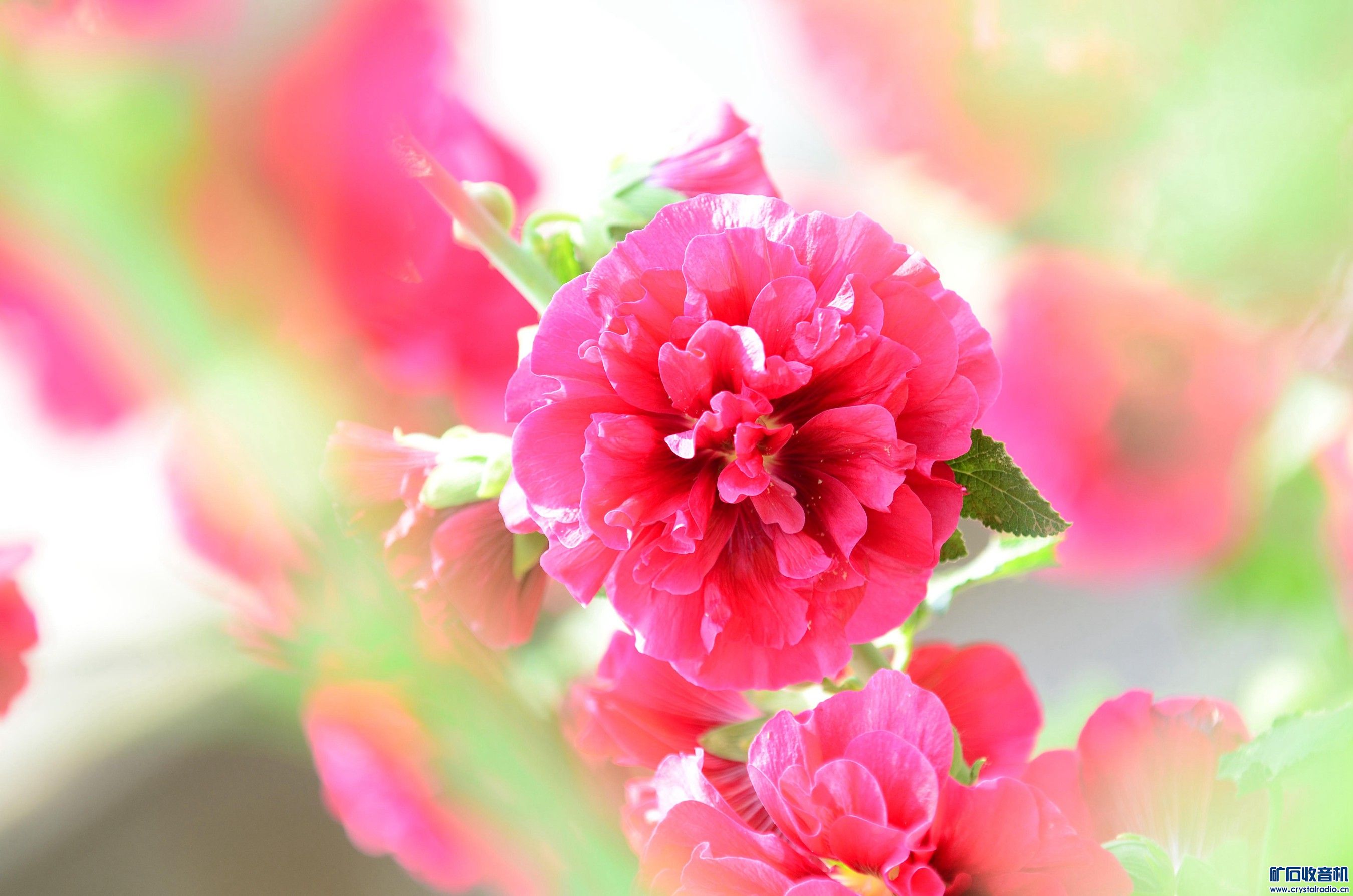 DSC_9416_@10.jpg