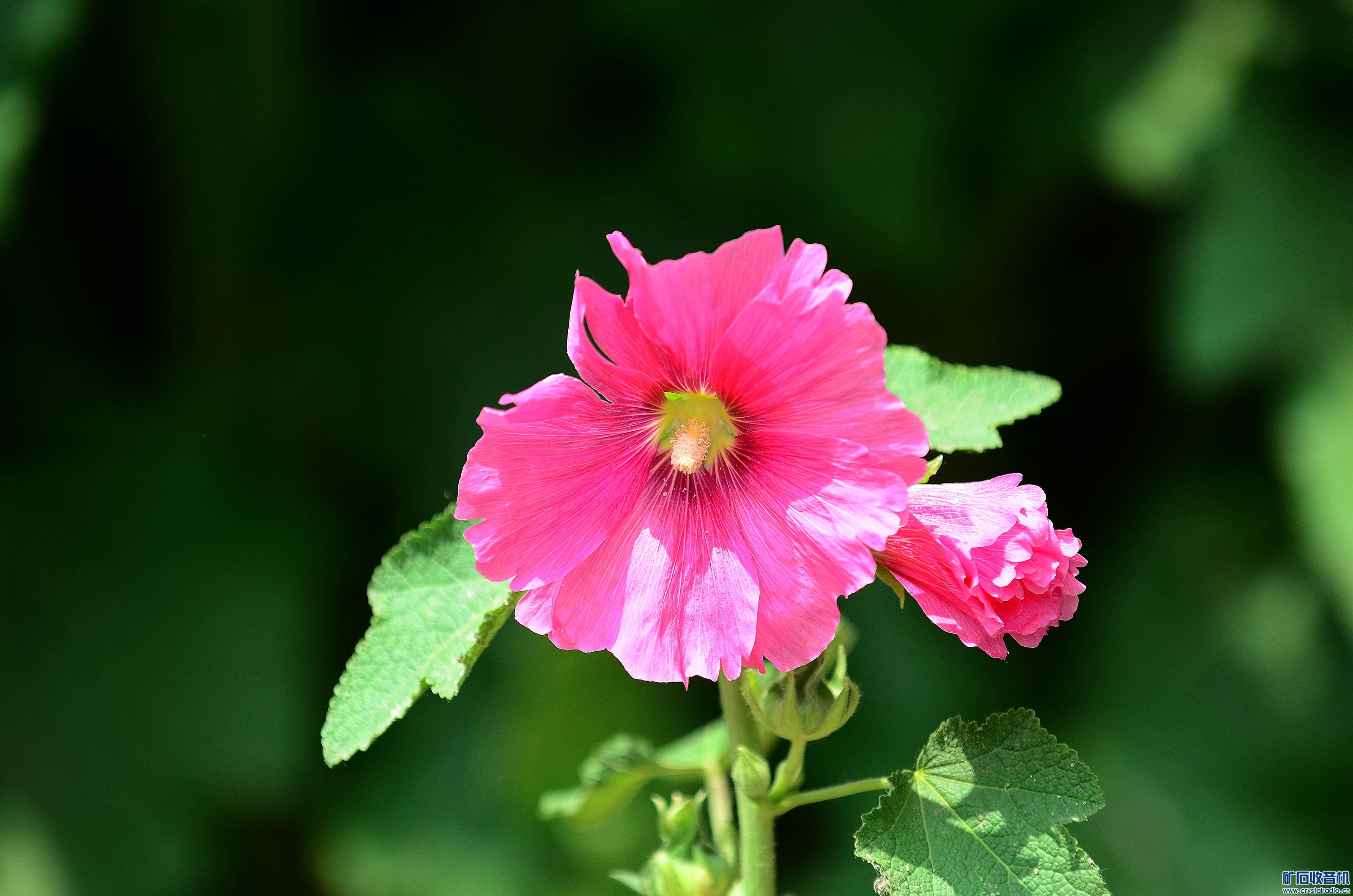 DSC_9416_@14.jpg